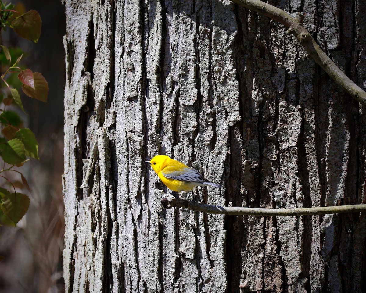 Prothonotary Warbler - ML618369011