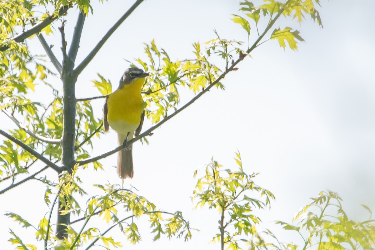 Yellow-breasted Chat - ML618369016