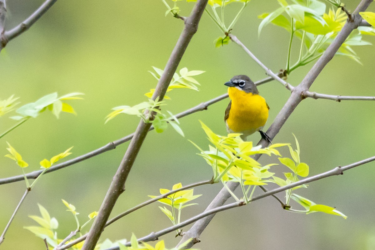 Yellow-breasted Chat - ML618369018