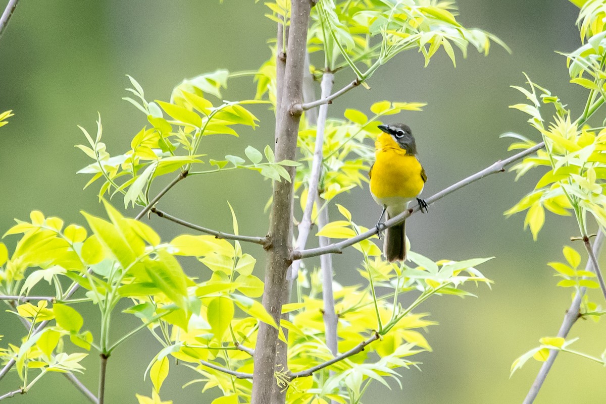 Yellow-breasted Chat - ML618369019