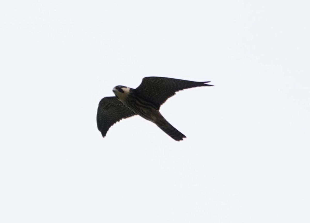 Peregrine Falcon - Zhongyu Wang