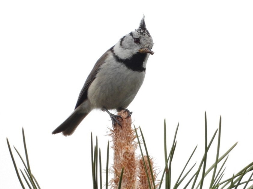 Crested Tit - ML618369033