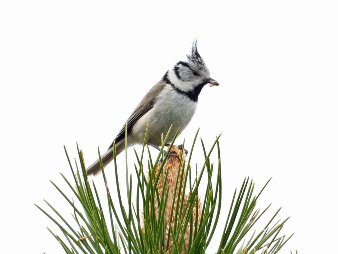 Crested Tit - ML618369034