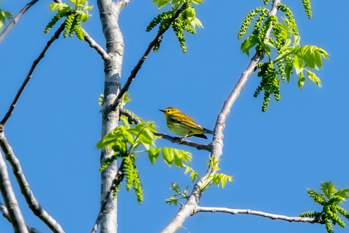 Cape May Warbler - ML618369035