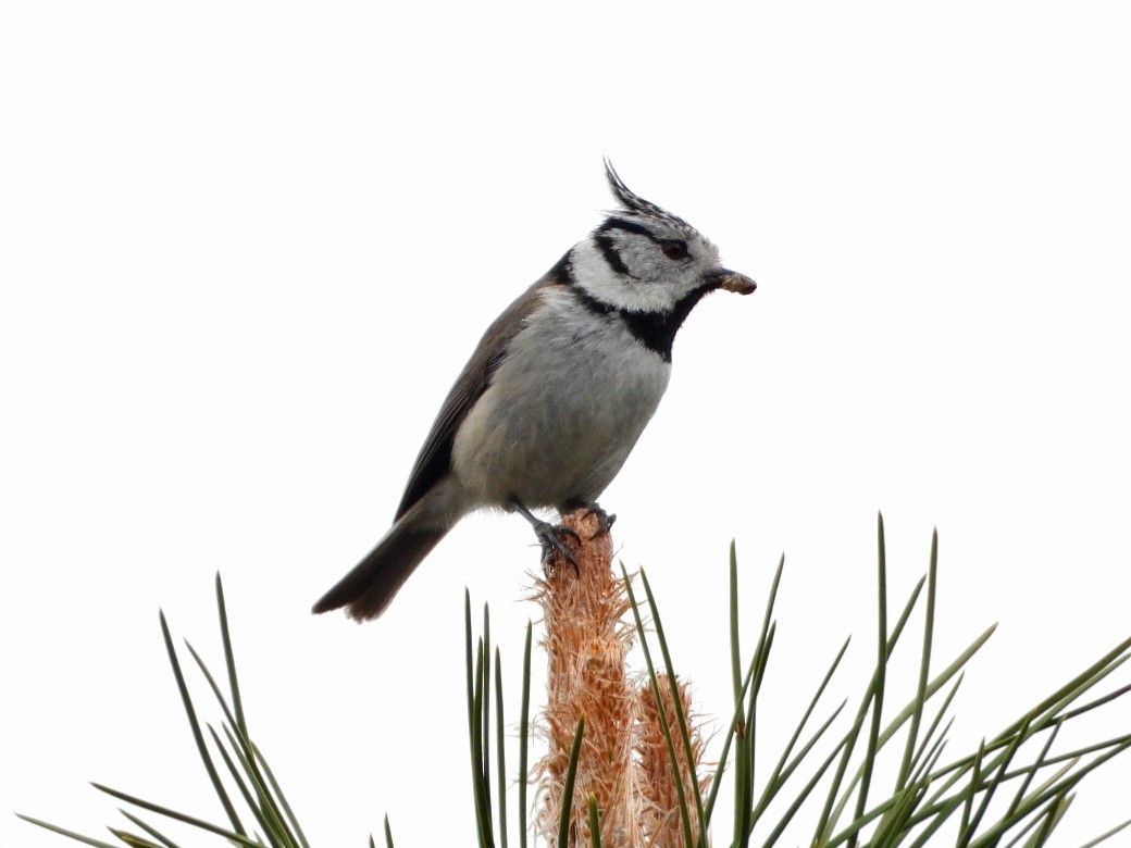 Crested Tit - ML618369037