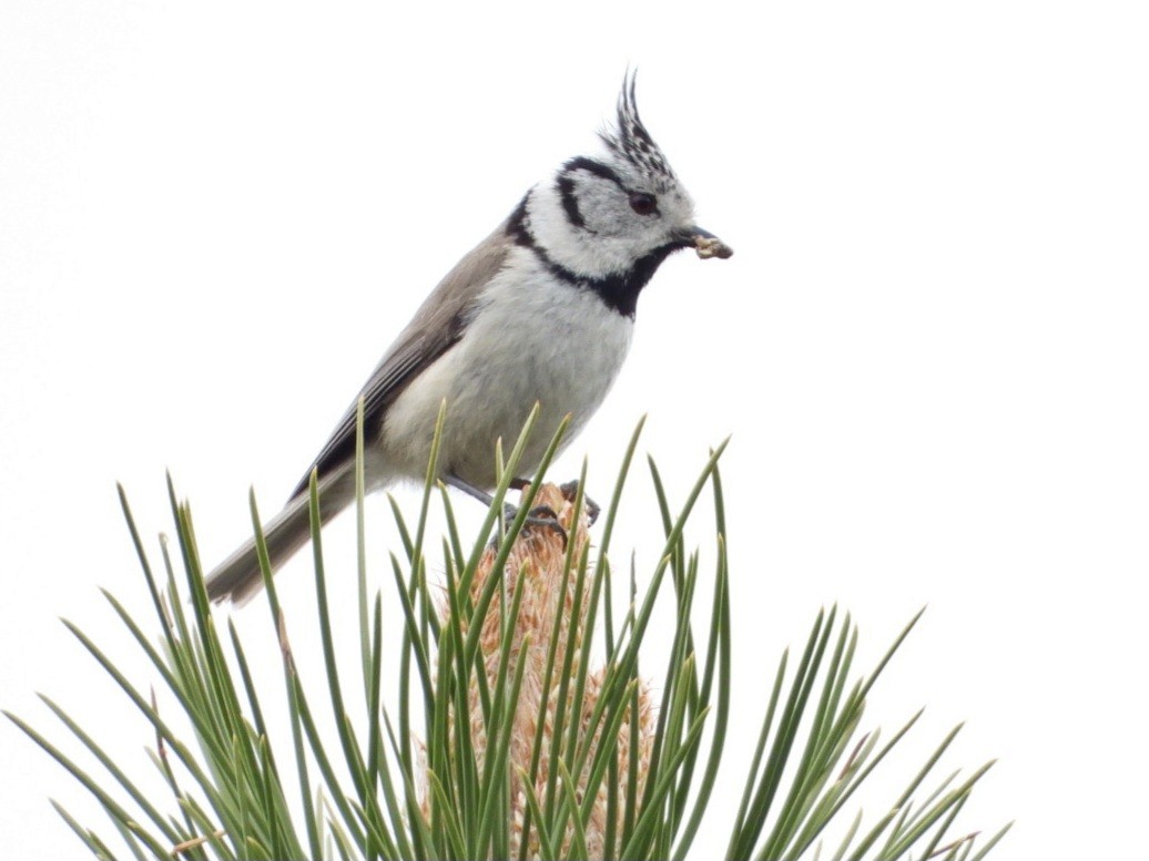 Crested Tit - ML618369038