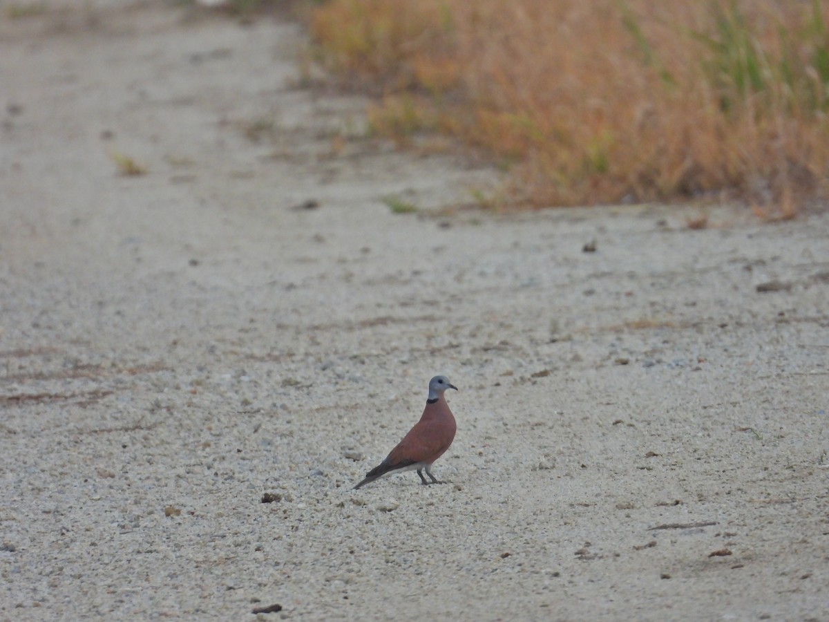 Red Collared-Dove - ML618369047