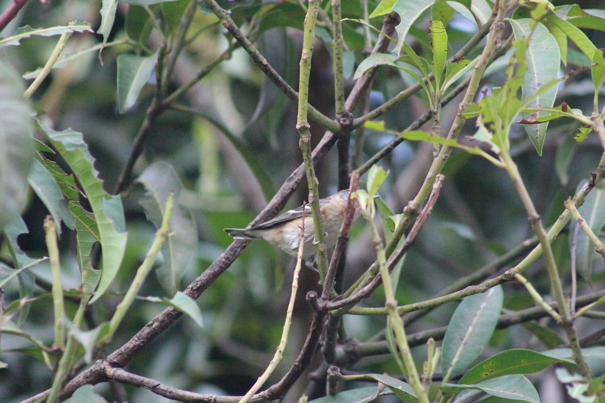 Bay-breasted Warbler - ML618369049