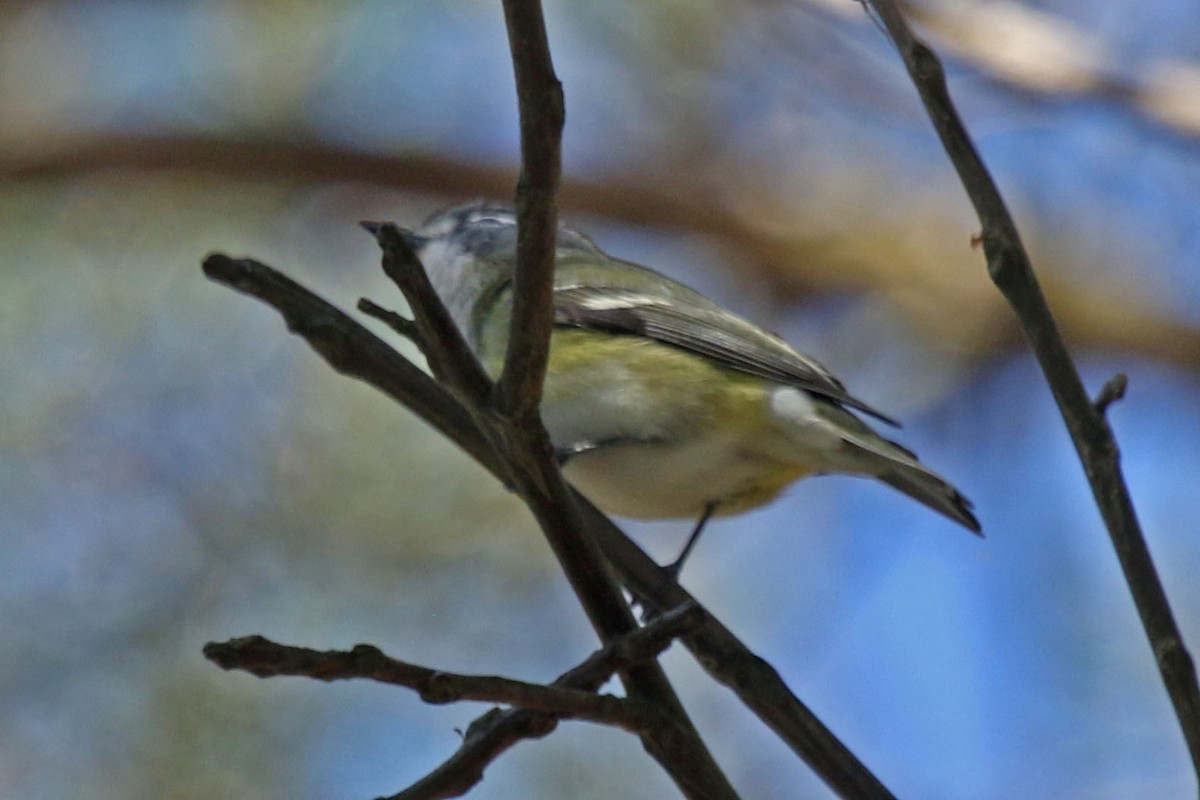 Blue-headed Vireo - Joan and/or George Sims