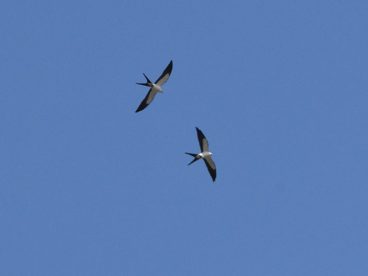 Swallow-tailed Kite - ML618369084