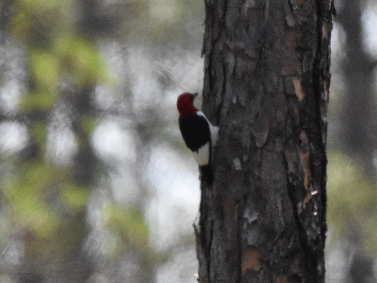 Red-headed Woodpecker - ML618369089
