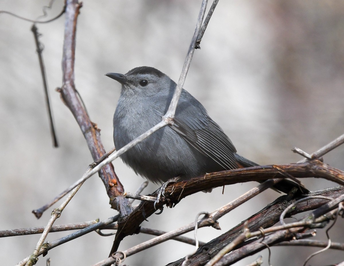 Gray Catbird - Trish Snider