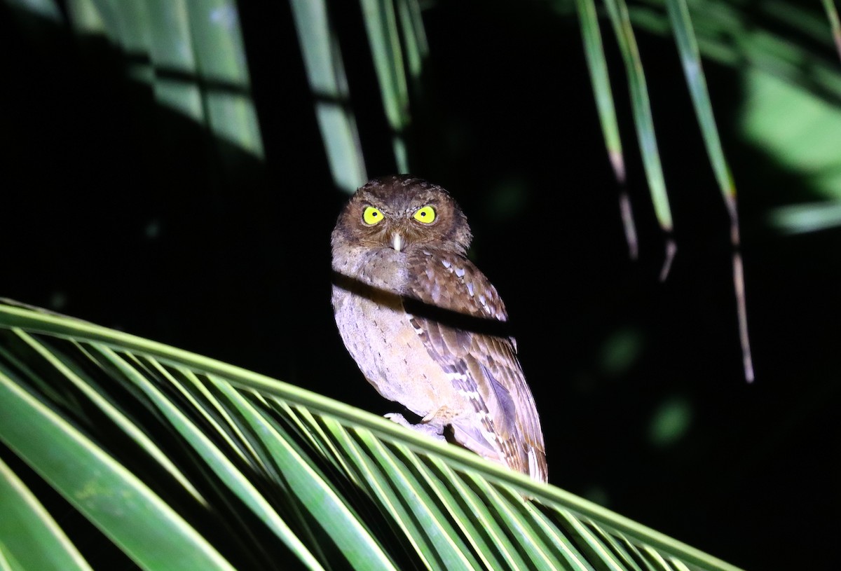 Andaman Scops-Owl - ML618369131