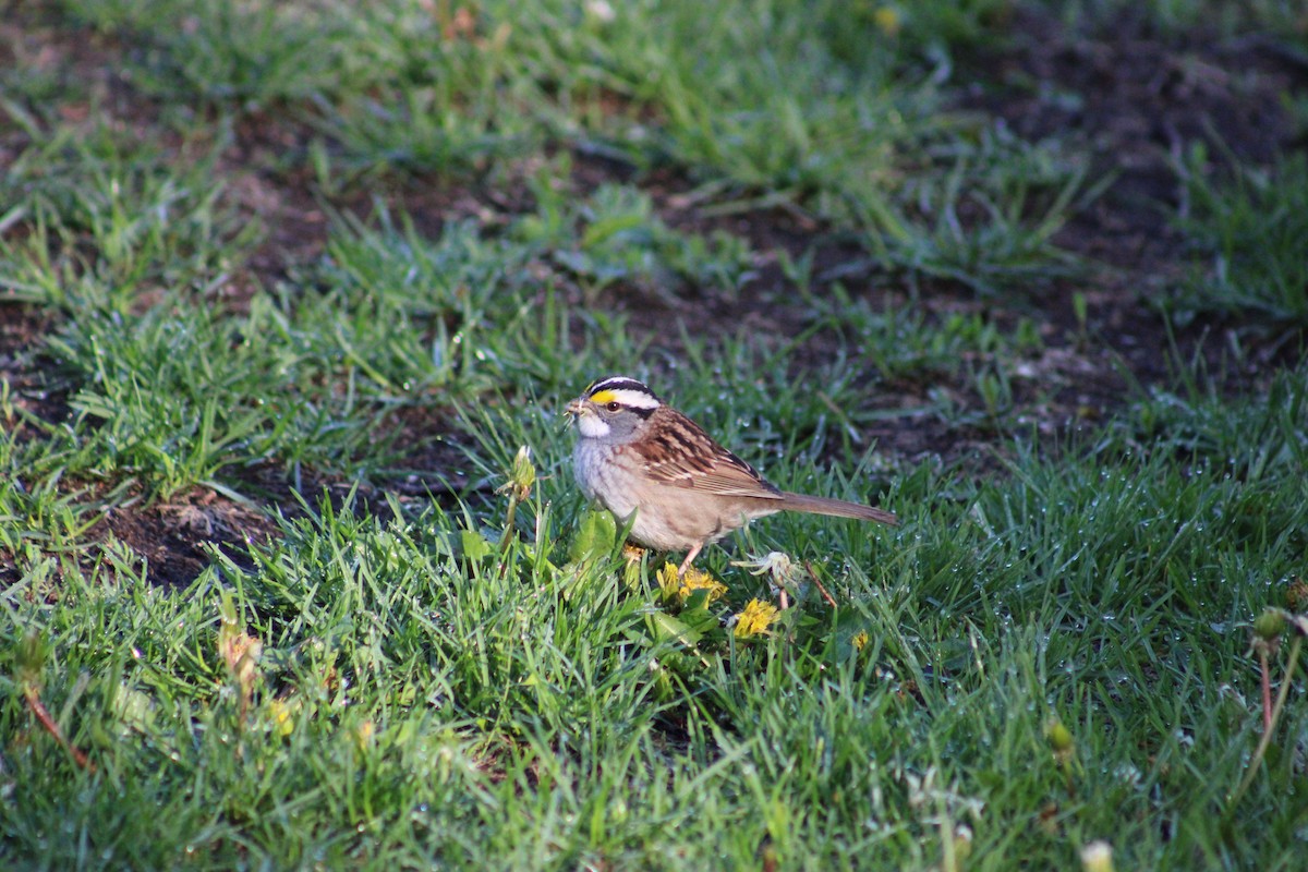 White-throated Sparrow - ML618369142