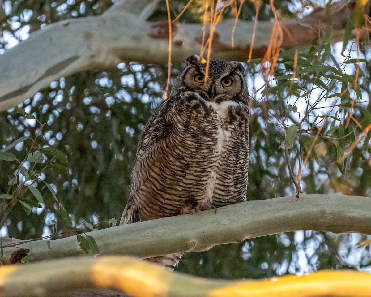 Great Horned Owl - ML618369159