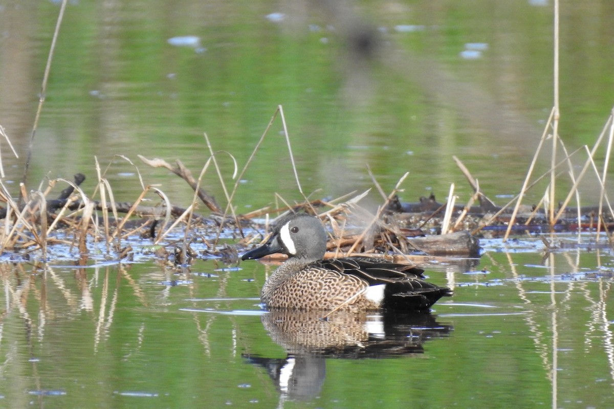 Blue-winged Teal - ML618369171