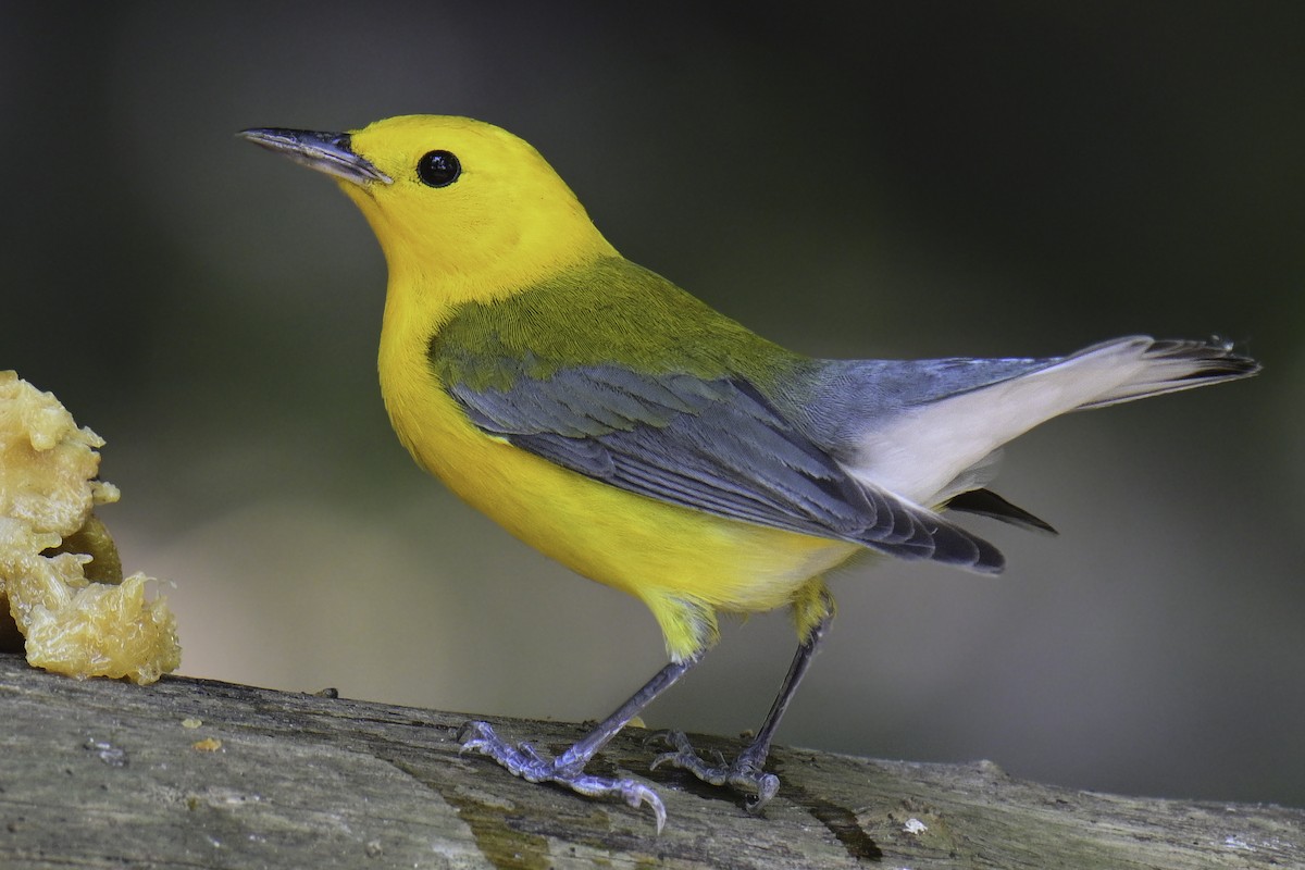Prothonotary Warbler - ML618369188
