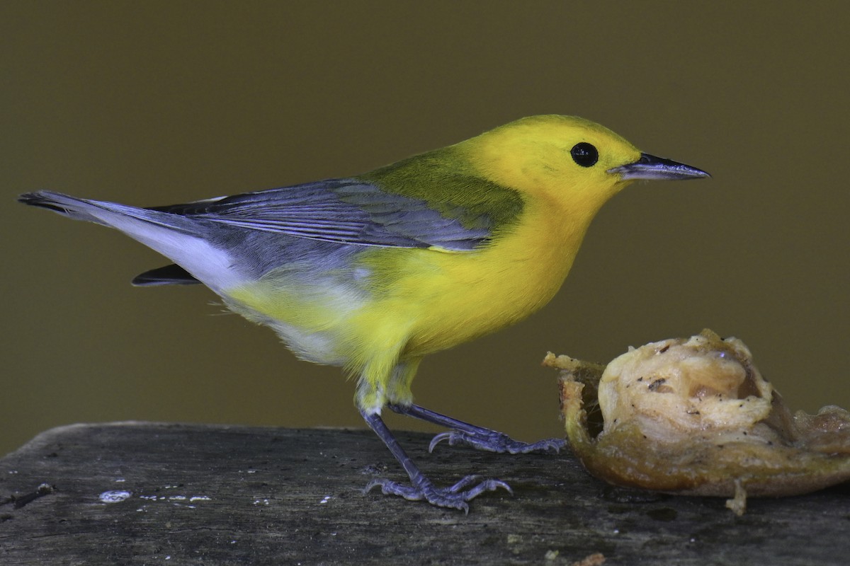 Prothonotary Warbler - ML618369189