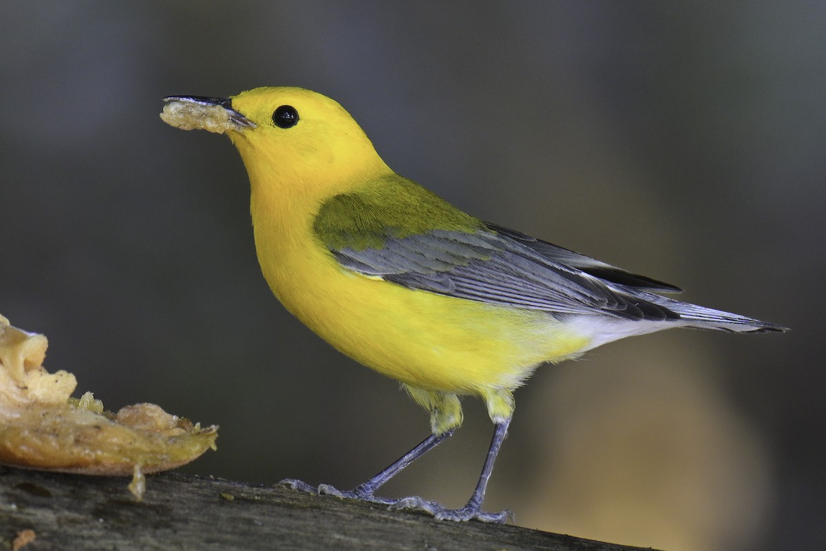 Prothonotary Warbler - ML618369190
