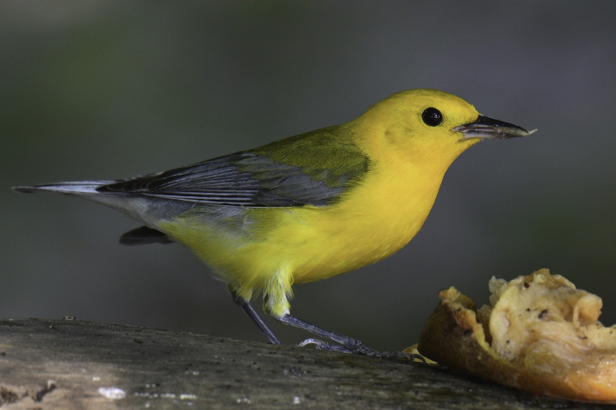 Prothonotary Warbler - ML618369192
