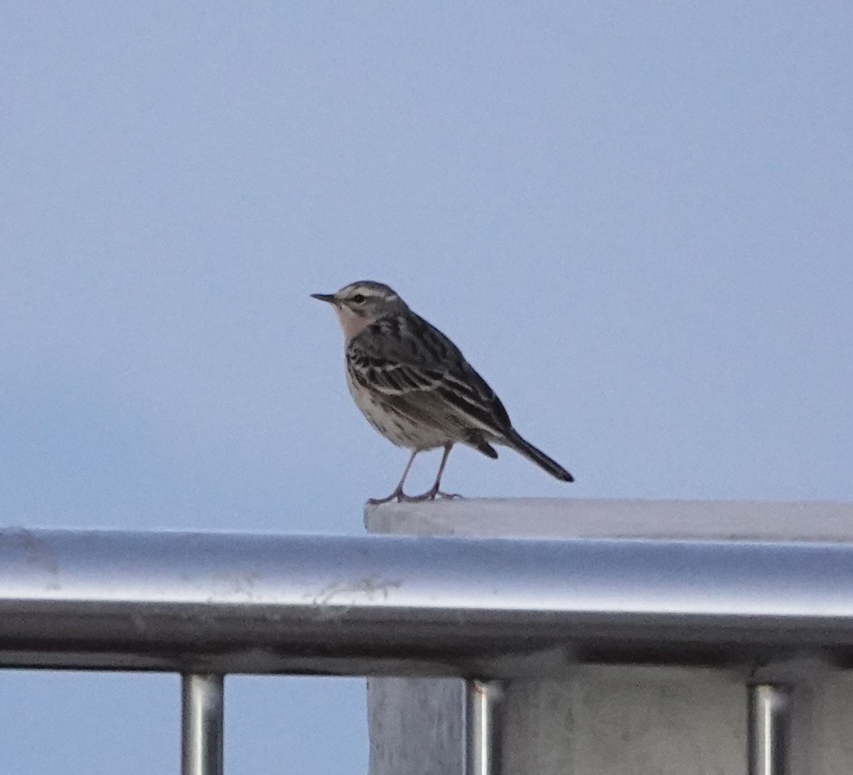 Rosy Pipit - ML618369194