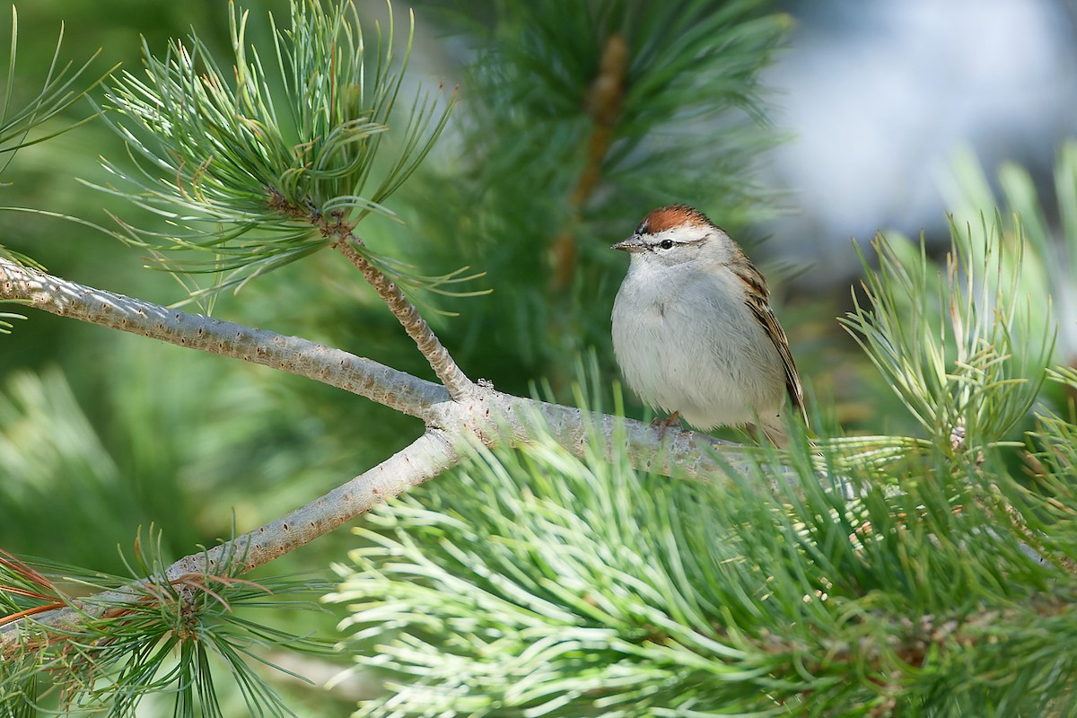 Chipping Sparrow - ML618369219