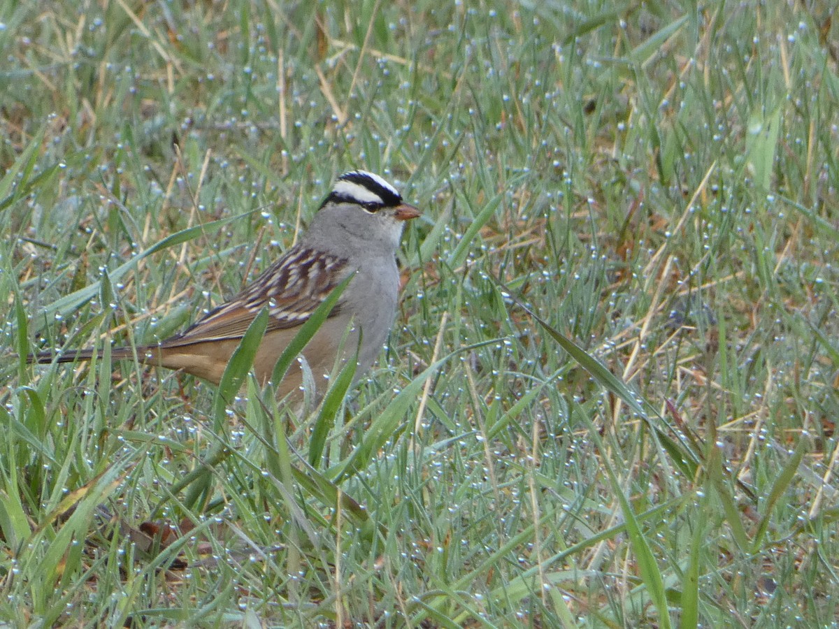 White-crowned Sparrow - Tom Wheatley