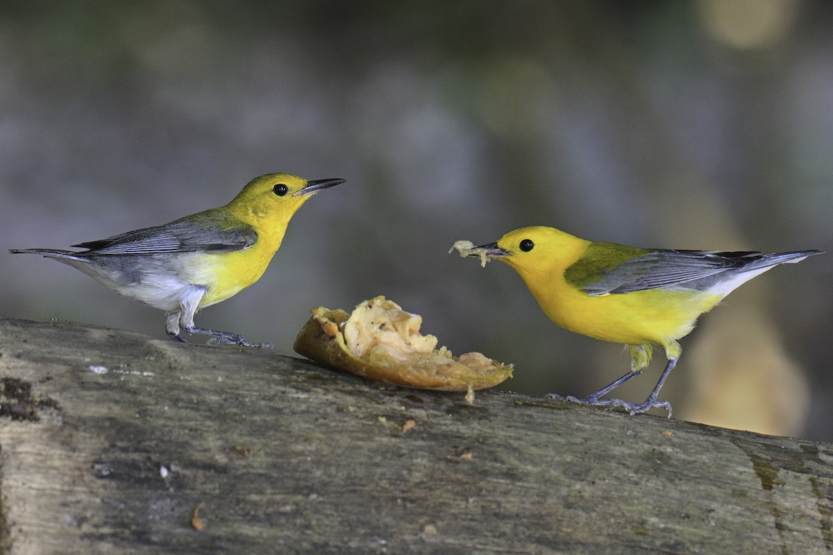 Prothonotary Warbler - ML618369234