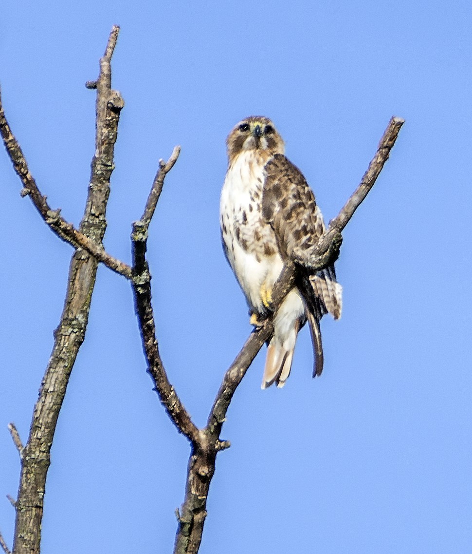 Red-tailed Hawk - ML618369247