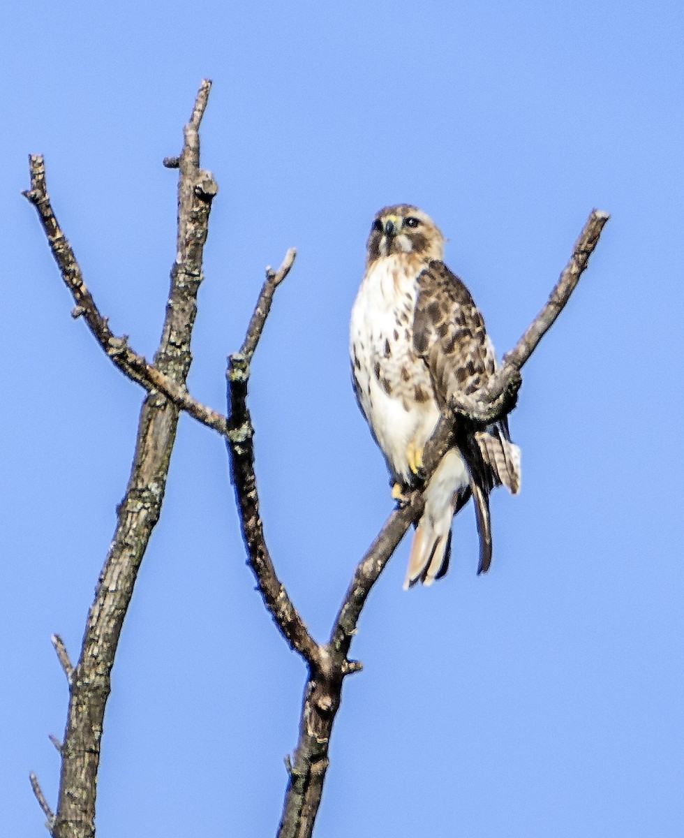 Red-tailed Hawk - ML618369248