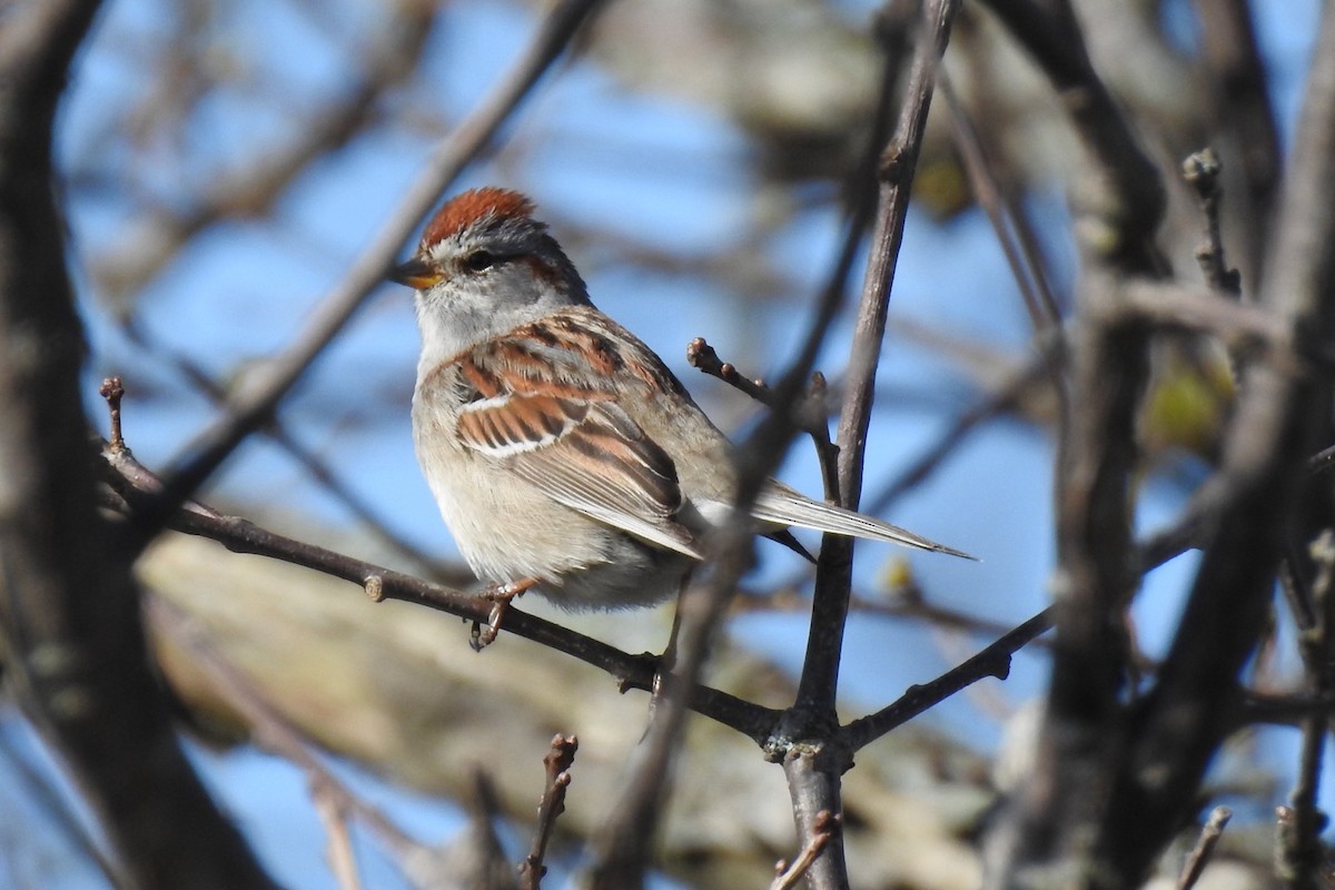 American Tree Sparrow - ML618369249