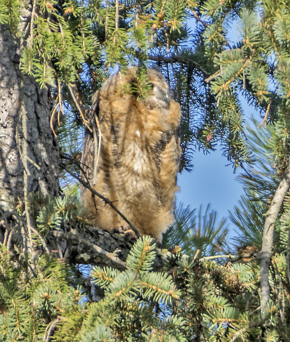 Great Horned Owl - ML618369261
