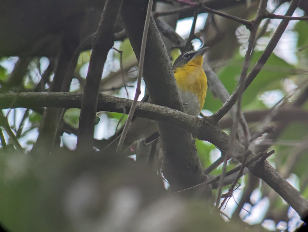 Yellow-breasted Chat - ML618369264