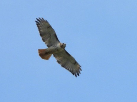Red-tailed Hawk - ML618369271