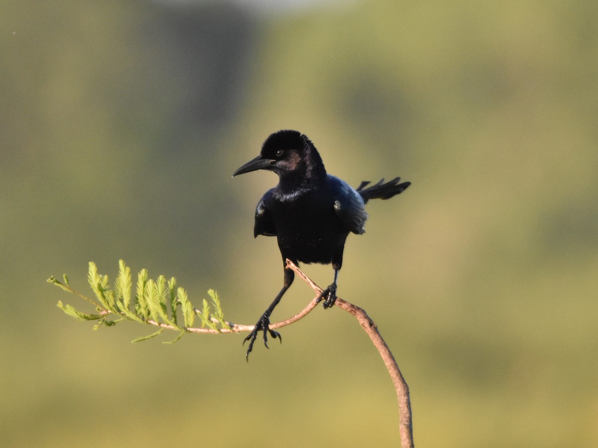 Boat-tailed Grackle - ML618369352