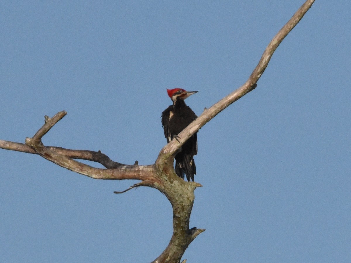 Pileated Woodpecker - ML618369357
