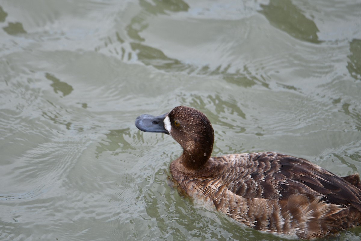 Greater/Lesser Scaup - ML618369373
