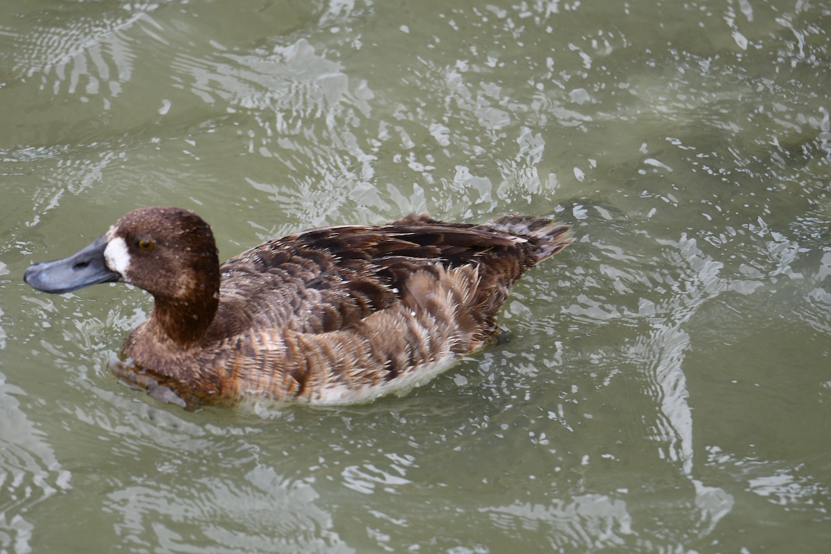 Greater/Lesser Scaup - Erik Atwell