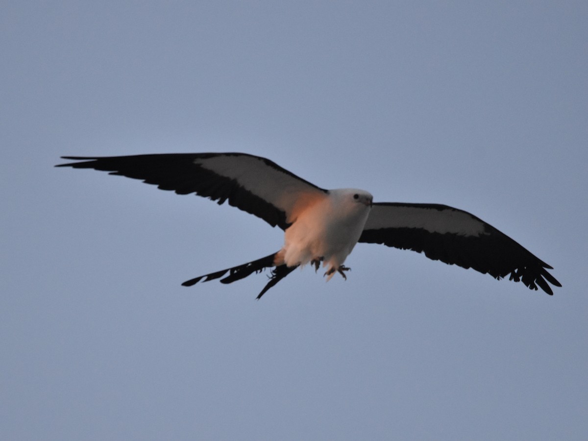 Swallow-tailed Kite - ML618369386