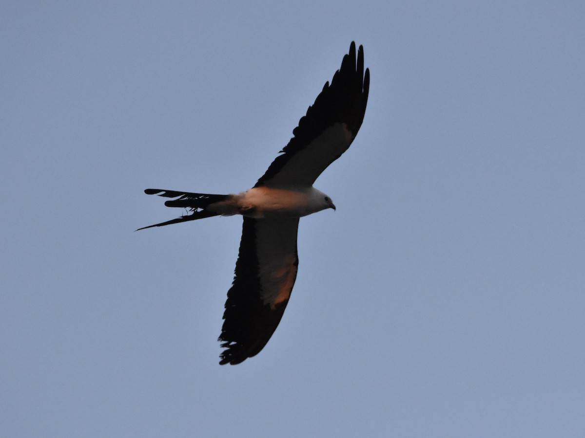 Swallow-tailed Kite - ML618369387