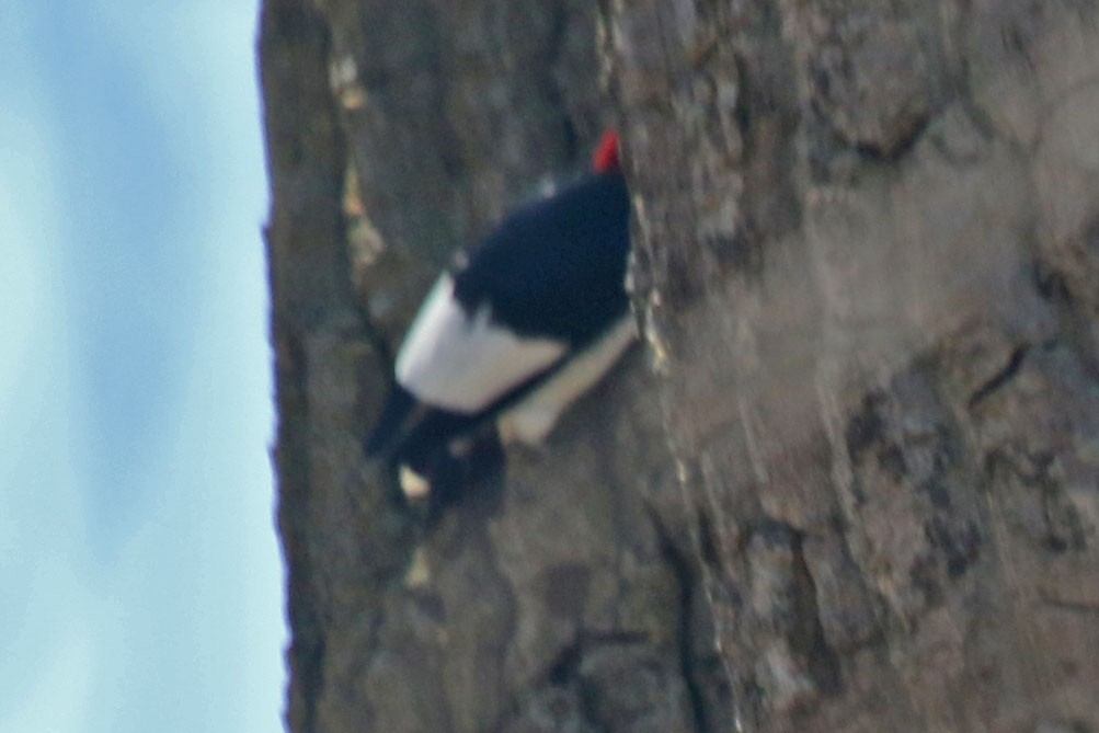 Red-headed Woodpecker - ML618369408