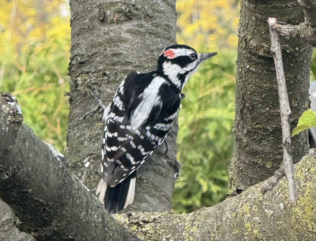 Hairy Woodpecker - Mike Blancher