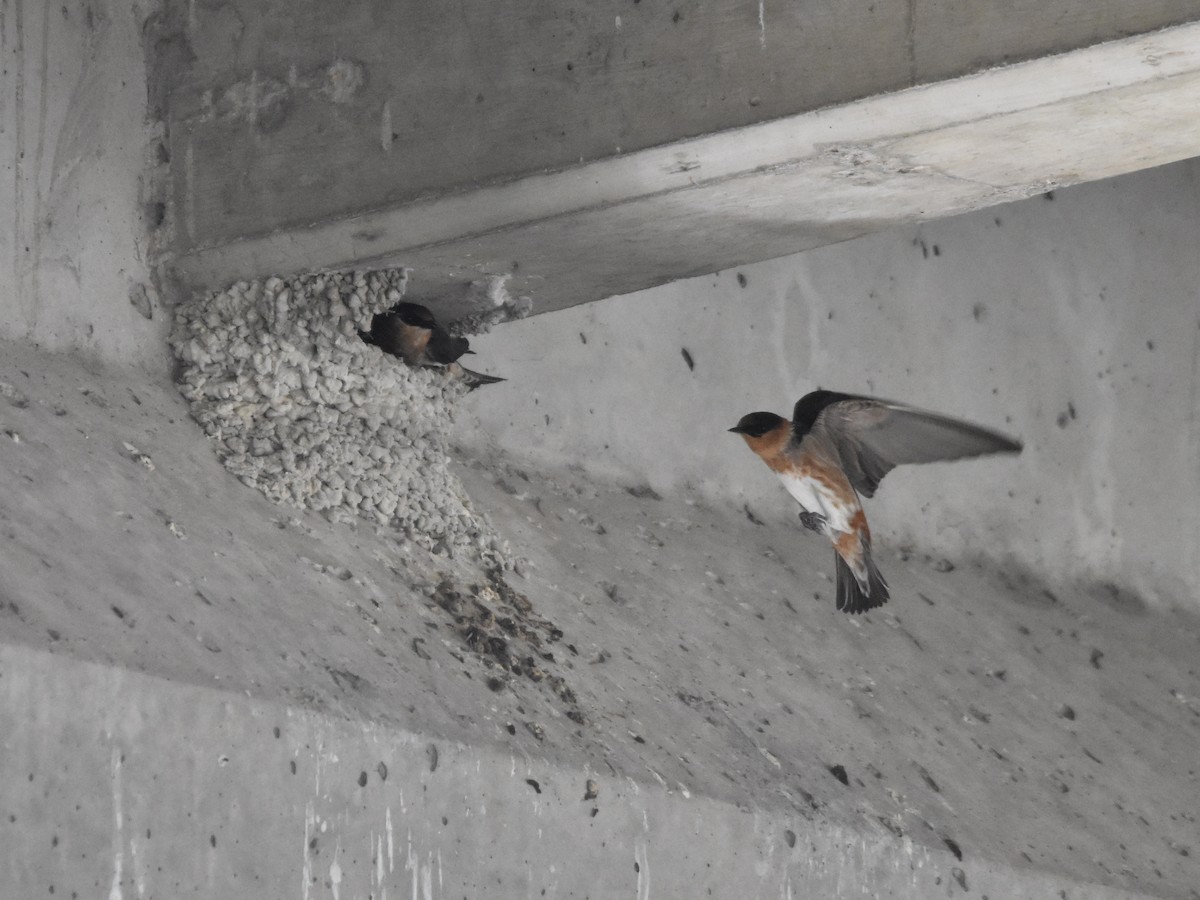 Cave Swallow - ML618369523