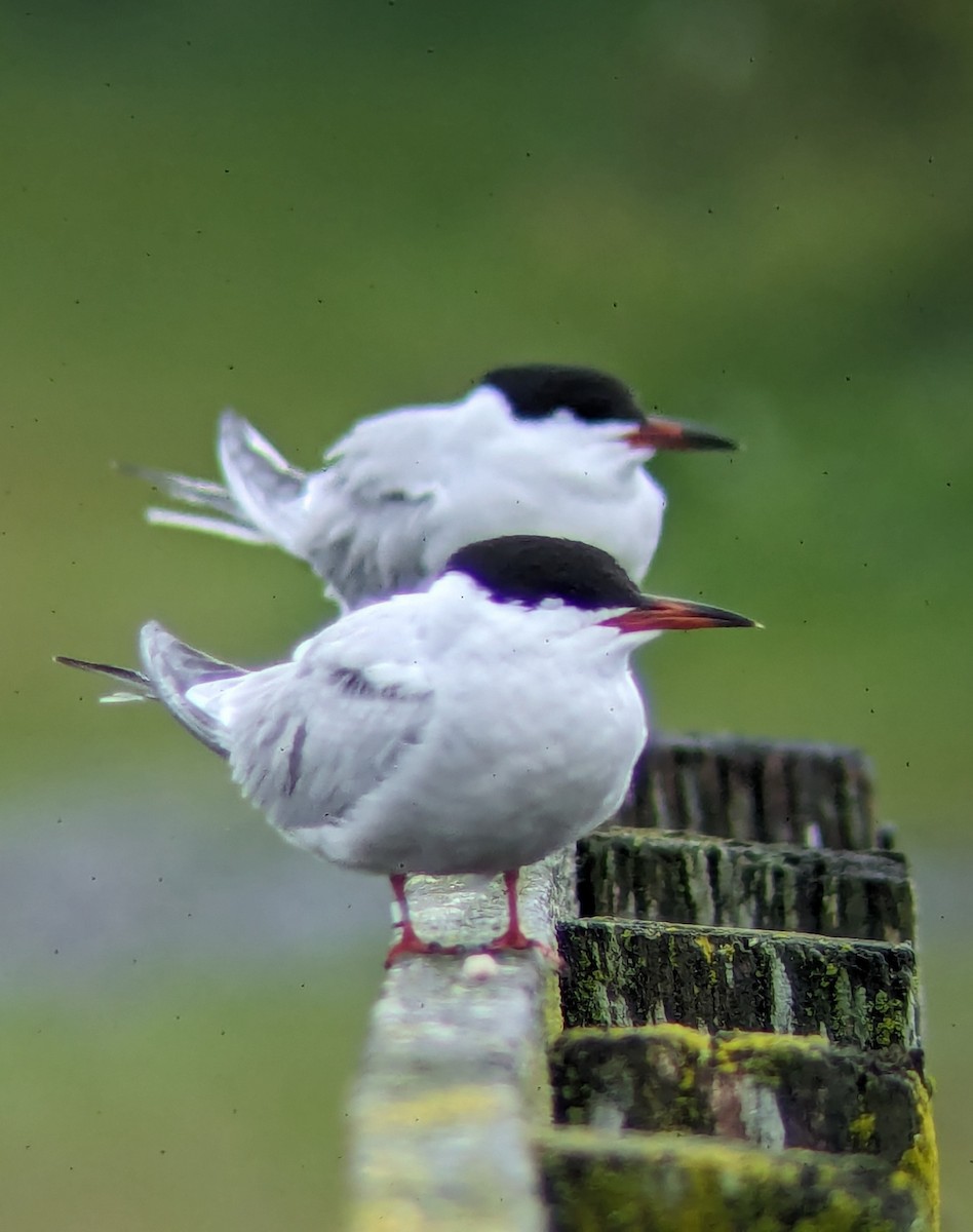 Common Tern - Mark Smith