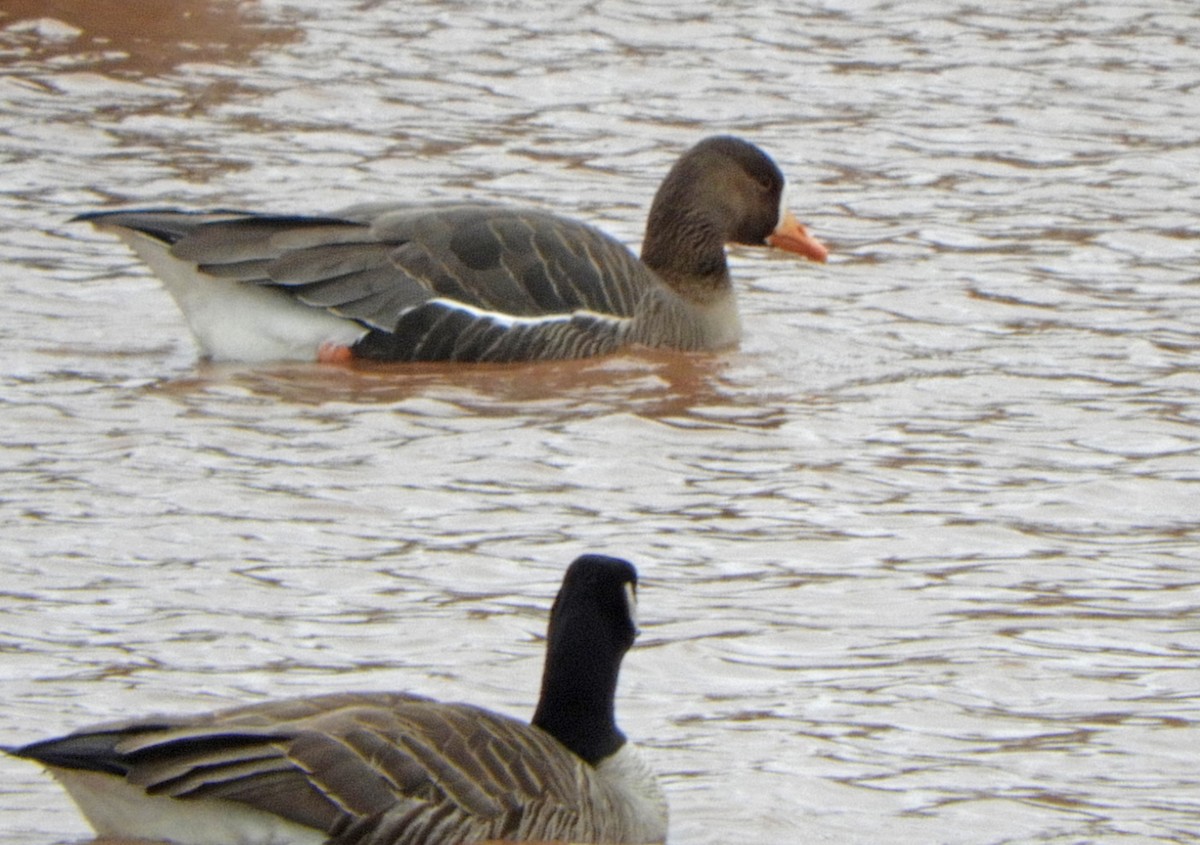 Greater White-fronted Goose - ML618369544