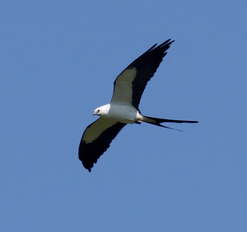 Swallow-tailed Kite - ML618369588