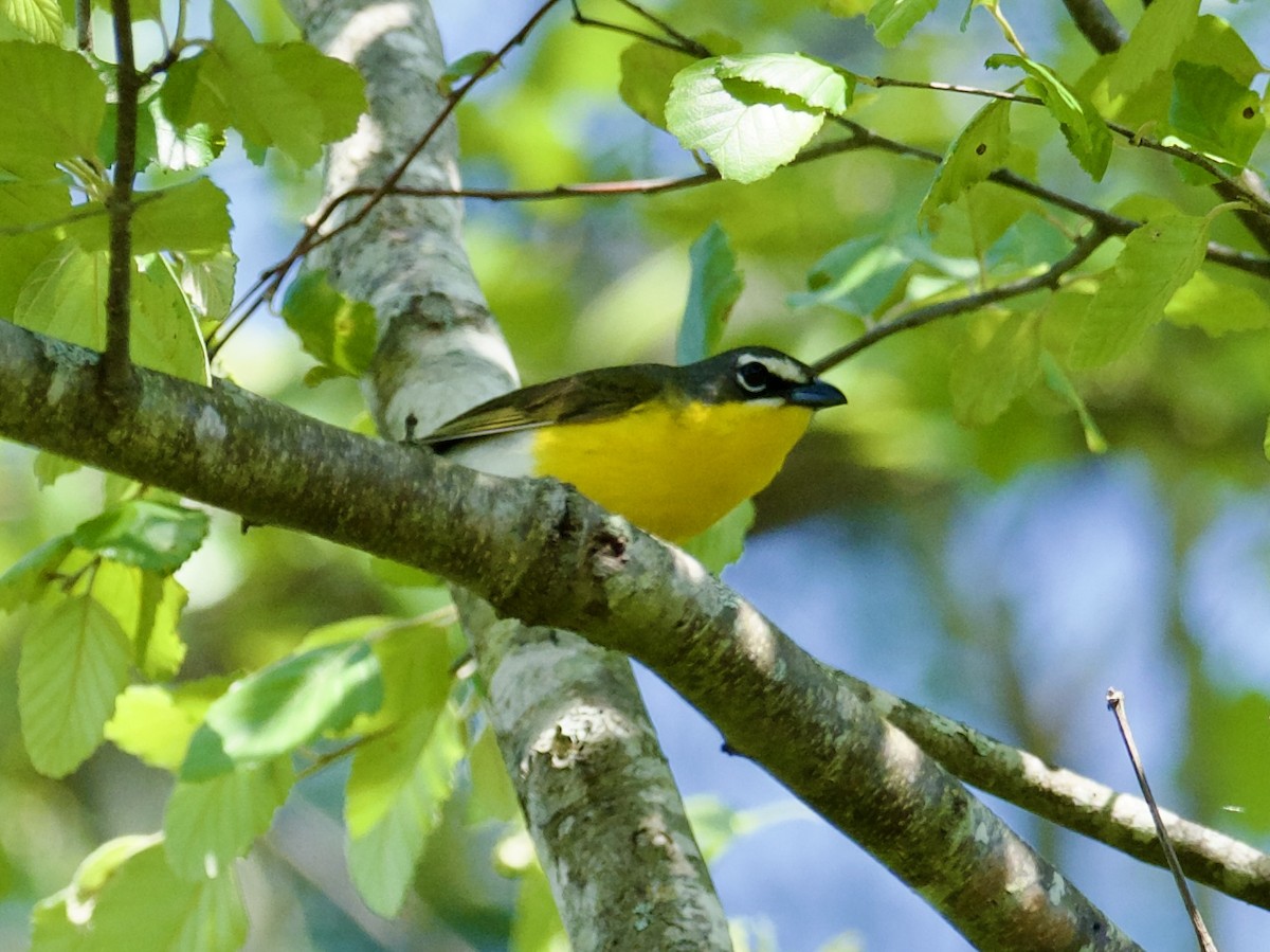 Yellow-breasted Chat - ML618369604
