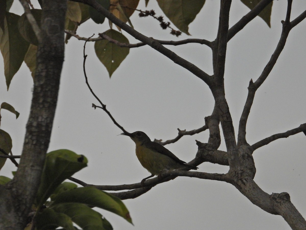 Brown-throated Sunbird - ML618369614