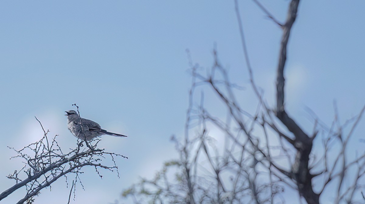 Patagonian Mockingbird - ML618369618