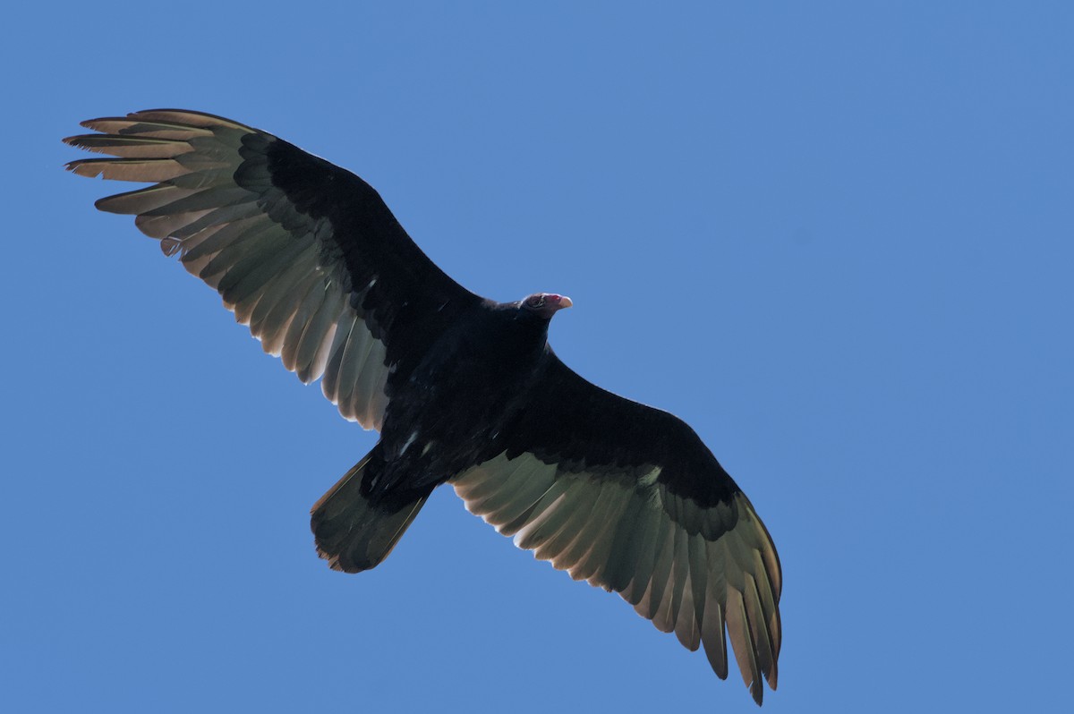 Turkey Vulture - Robert Howard